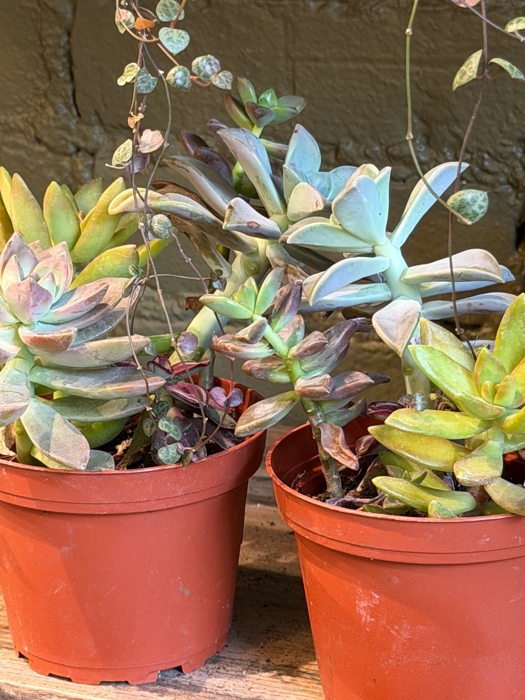 Succulent, Assorted