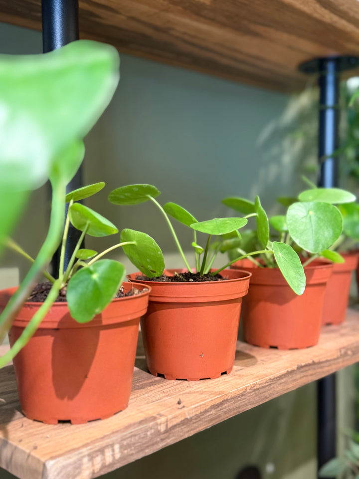 Chinese Money Plant