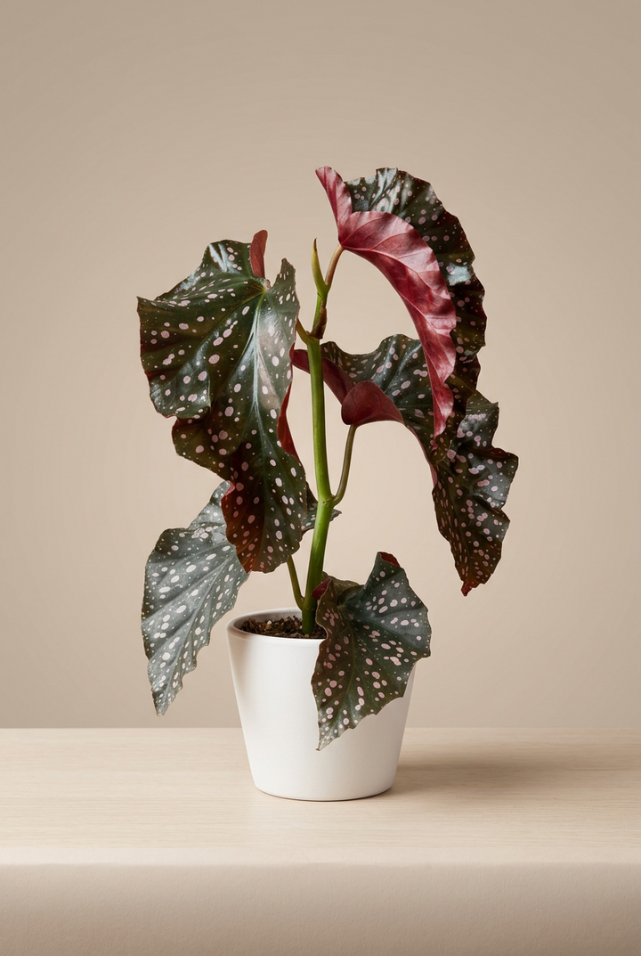Crackling Rosey Begonia