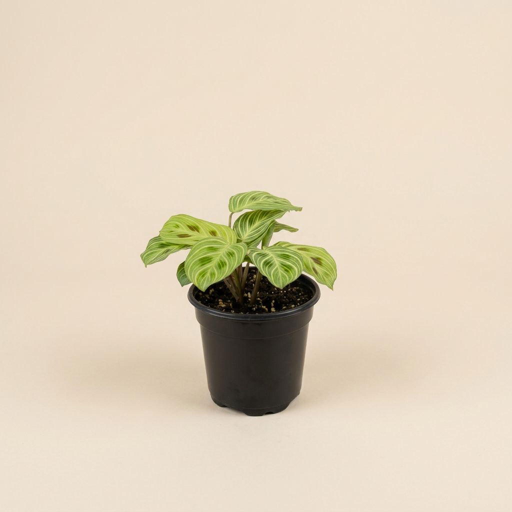 Maranta Gold Lines