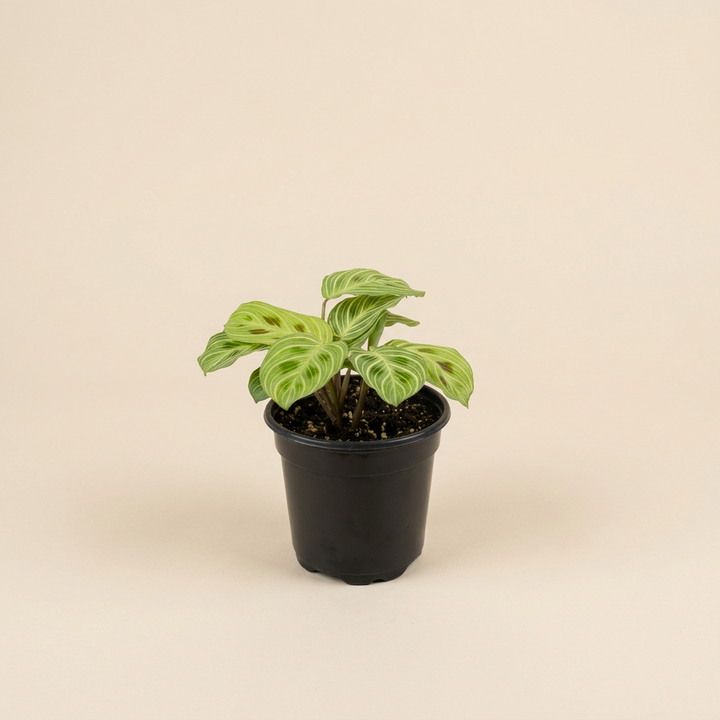 Maranta Gold Lines