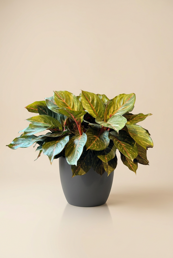 Aglaonema Red Emerald