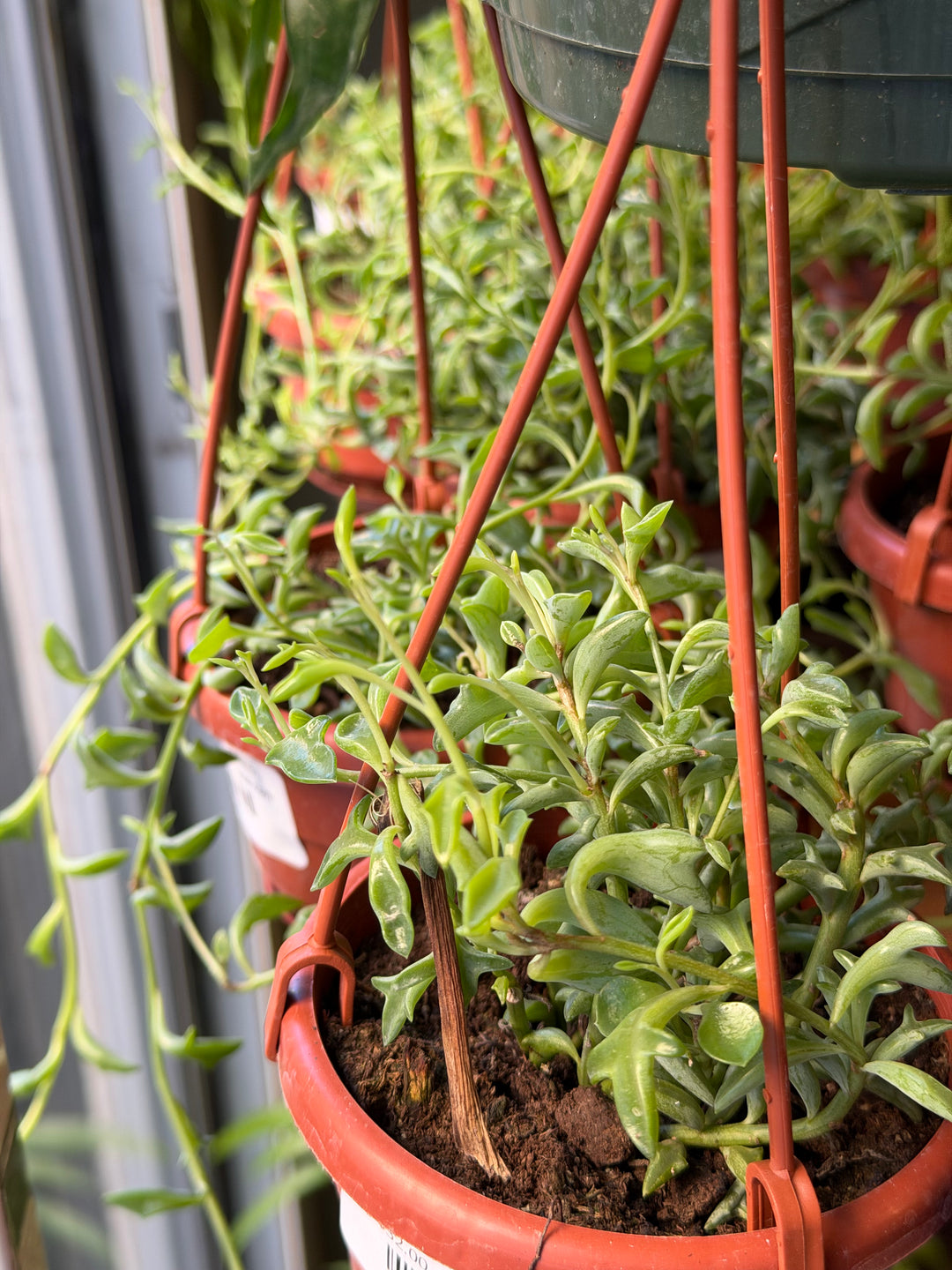 String of Dolphins