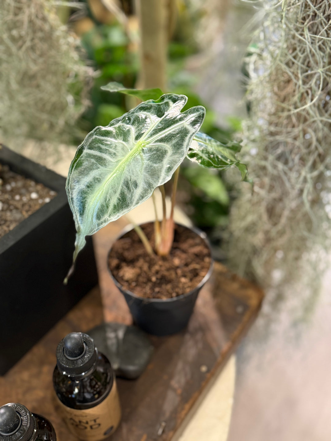 Alocasia Venom