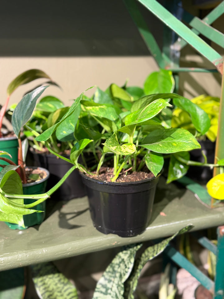 Hawaiian Pothos