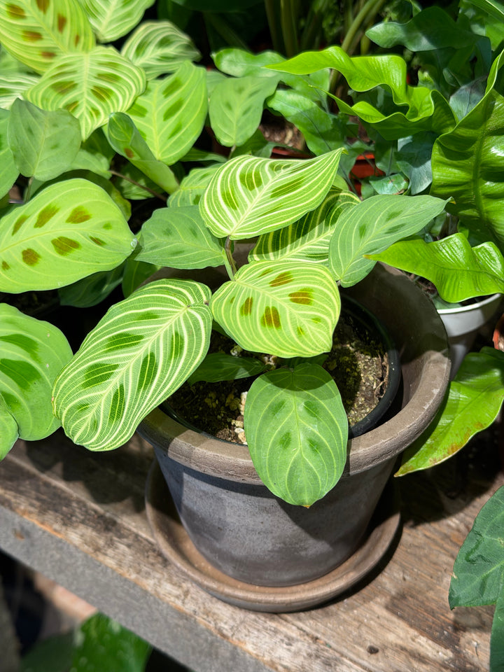 Maranta Gold Lines