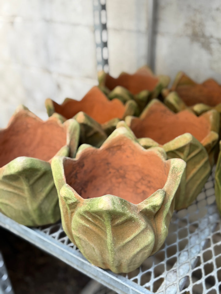 Mossy Terra Cotta Pot – Clematis