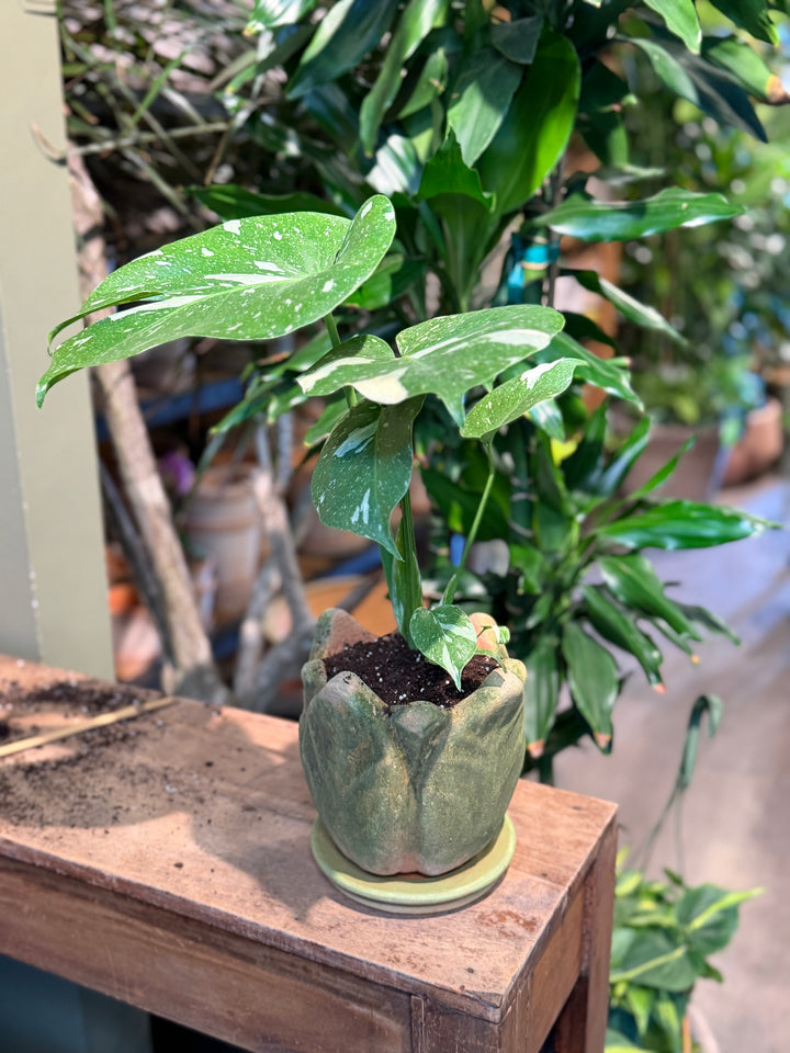 Mossy Terra Cotta Pot – Clematis