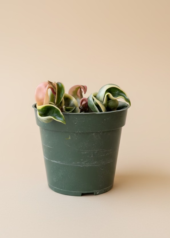 Hoya Hindu Rope