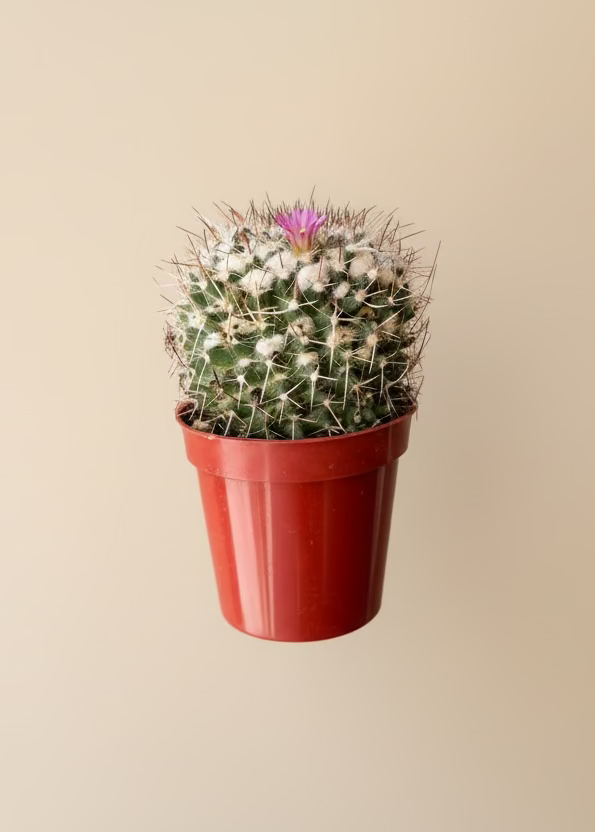 Cactus Garden