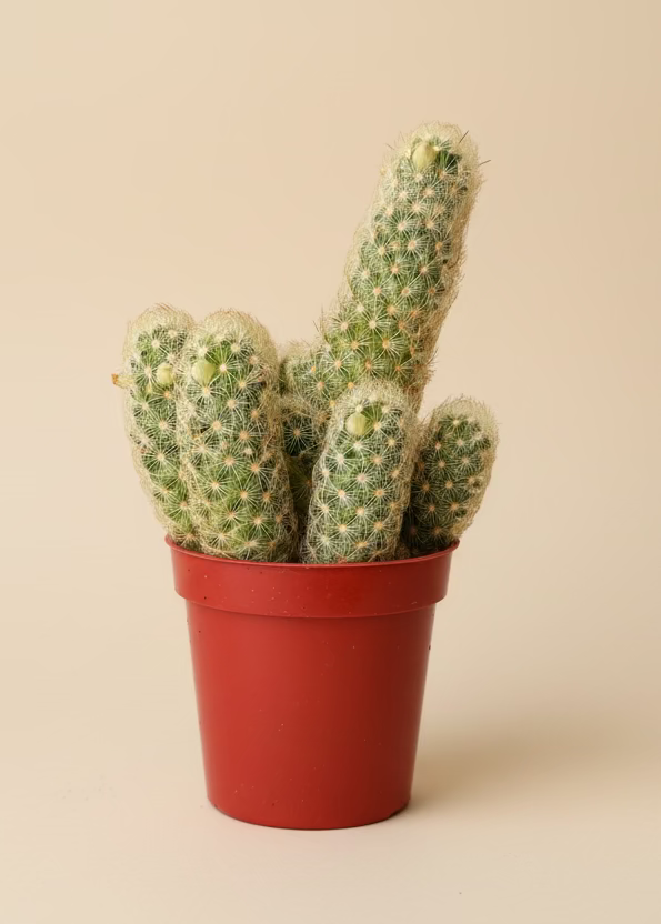 Cactus Garden