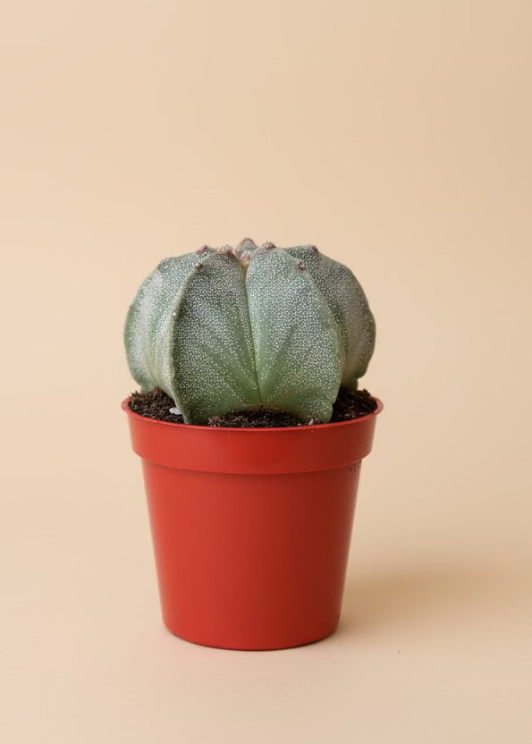 Cactus Garden