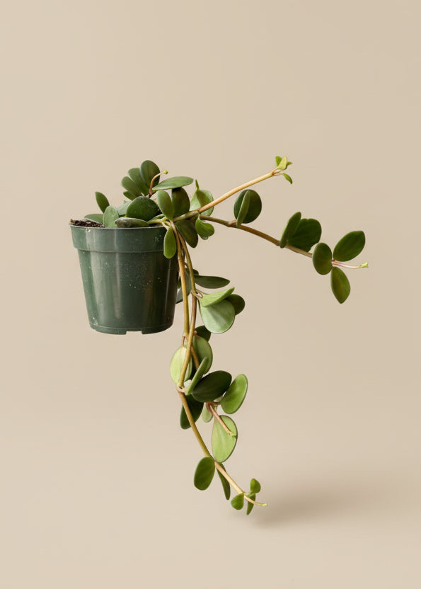 Peperomia