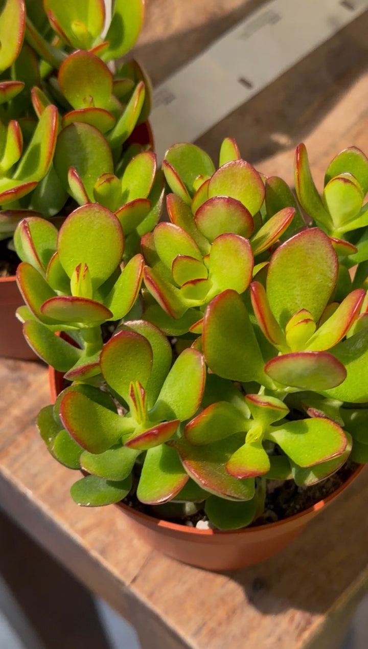 Jade Plant