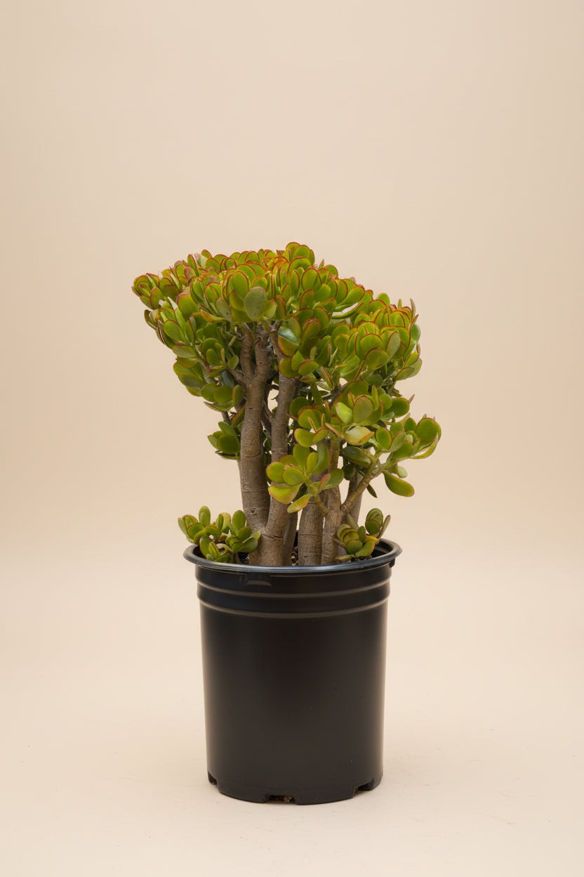 Jade Plant