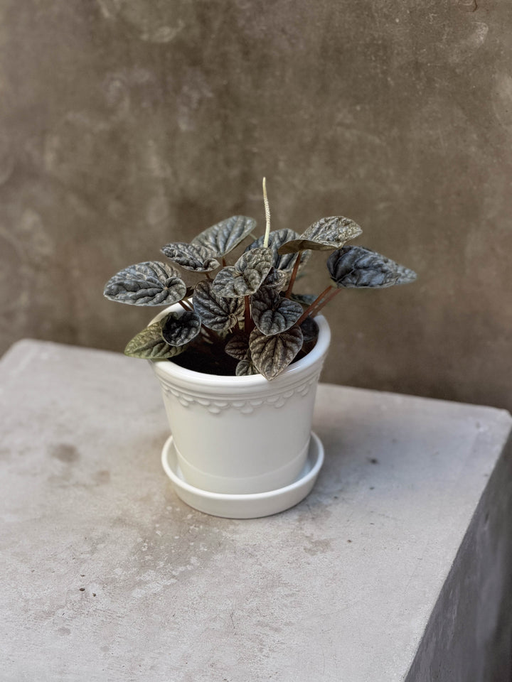 Peperomia