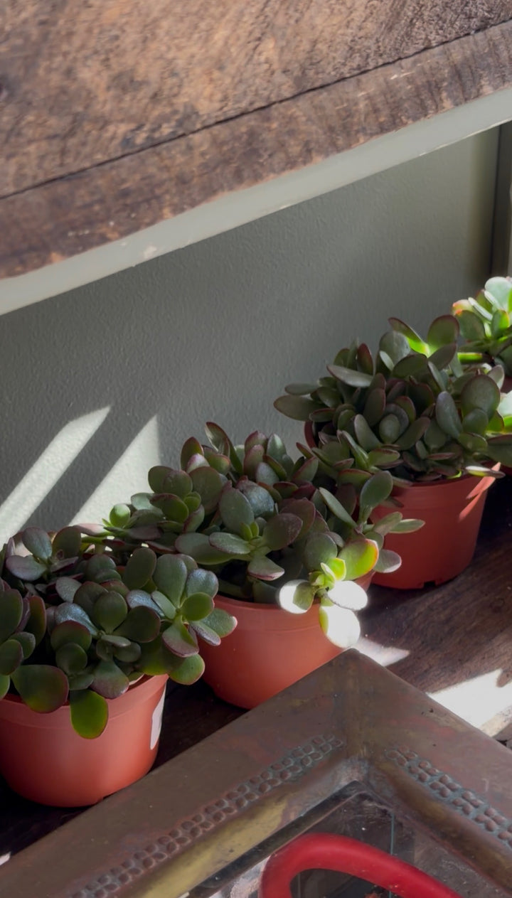 Jade Plant
