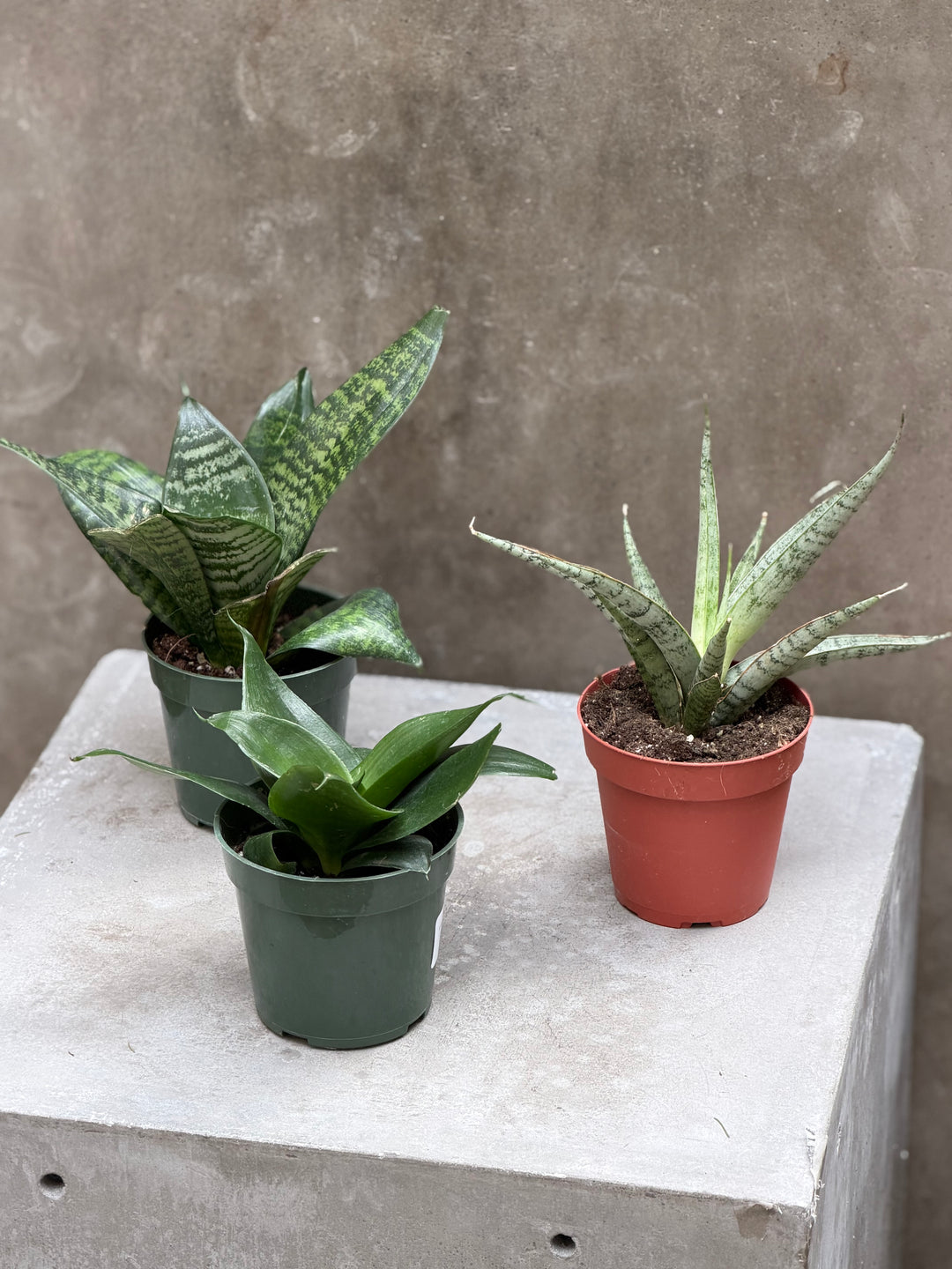 Snake Plant