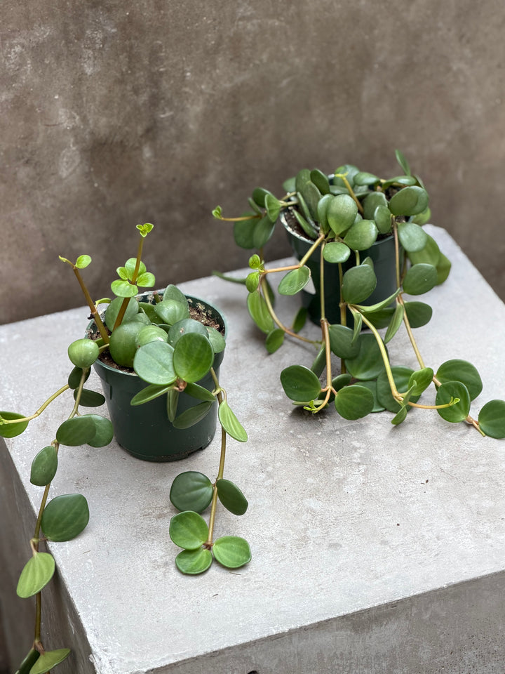Peperomia