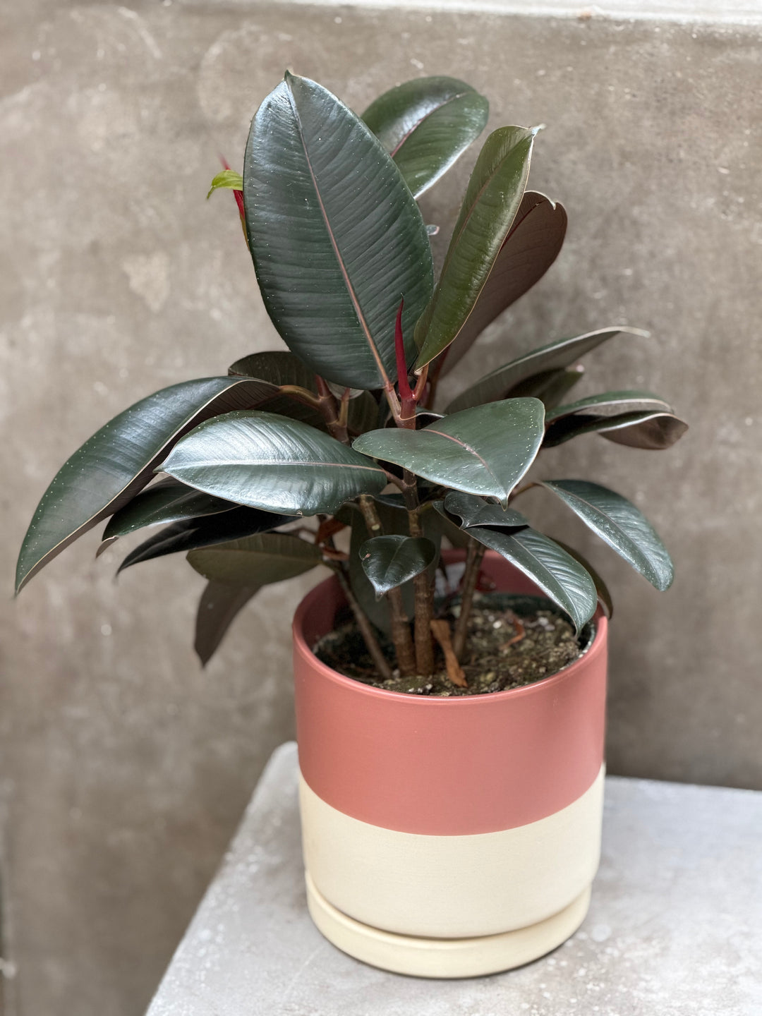 Ficus Burgundy
