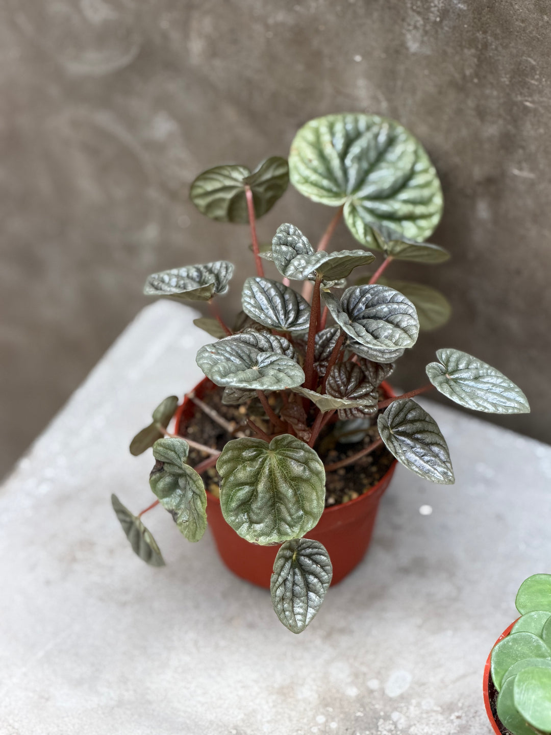 Peperomia