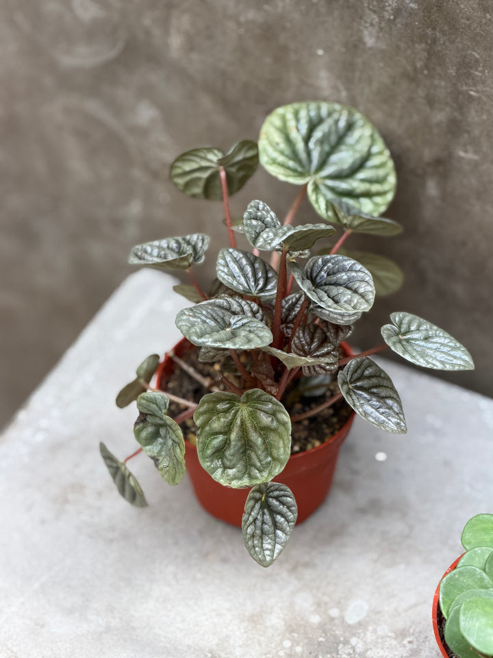 Peperomia