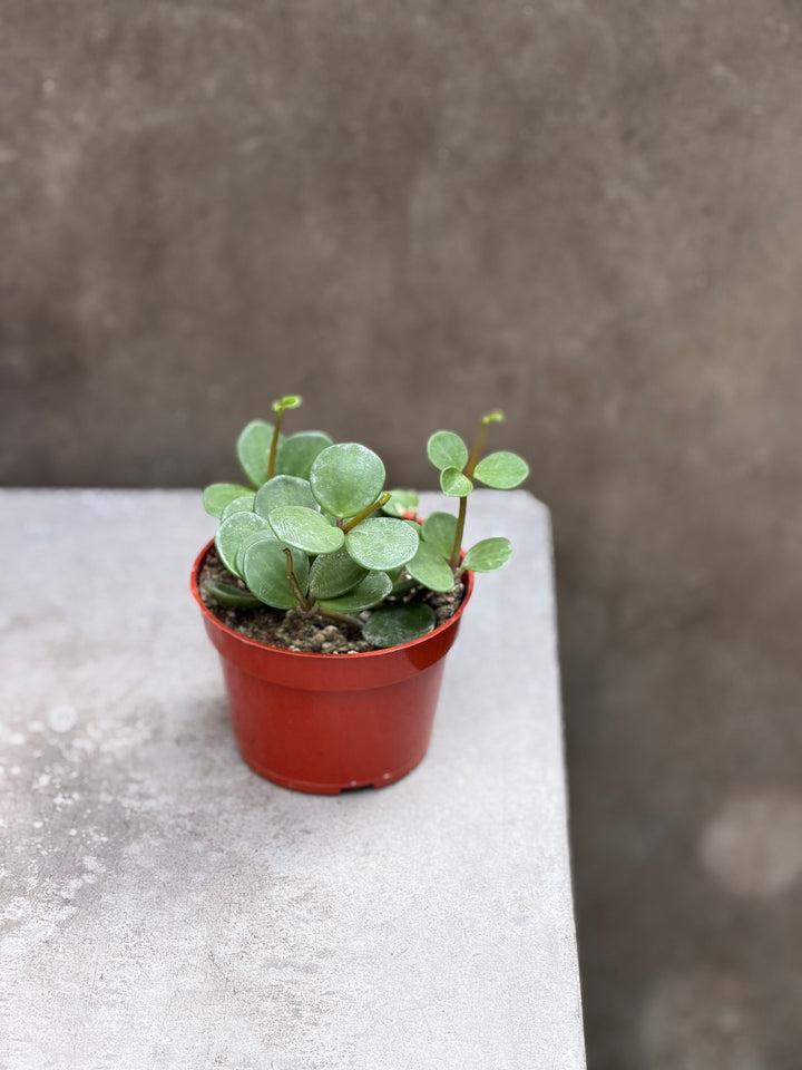 Peperomia
