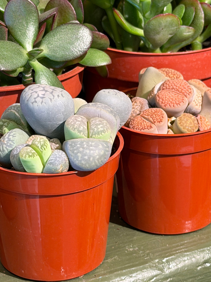 Lithops