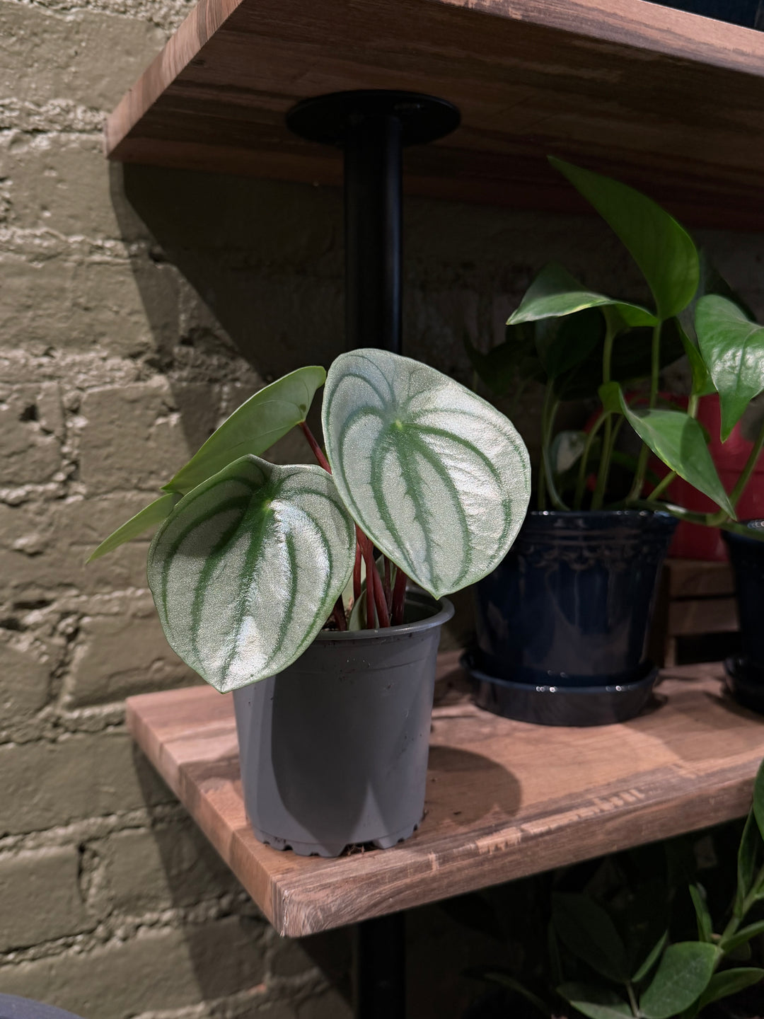 Peperomia