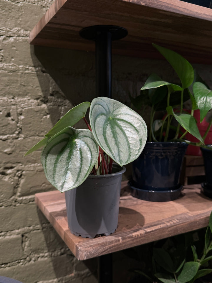 Peperomia