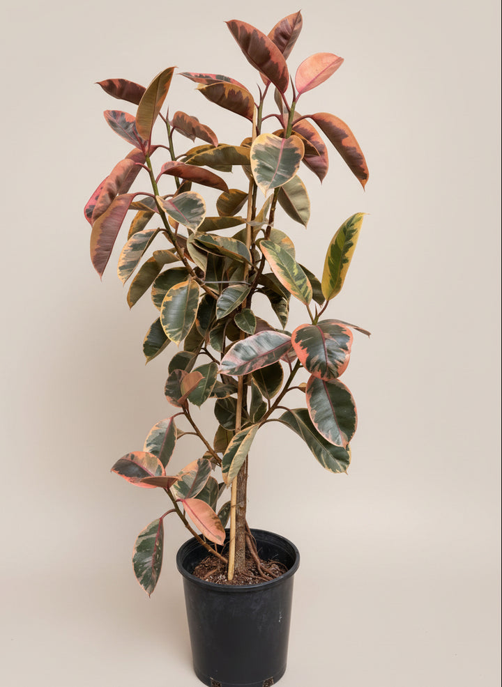 Ficus Elastica Ruby