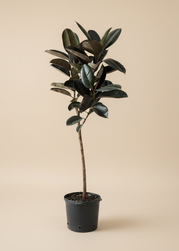 Ficus Burgundy