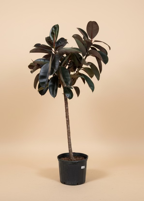 Ficus Burgundy