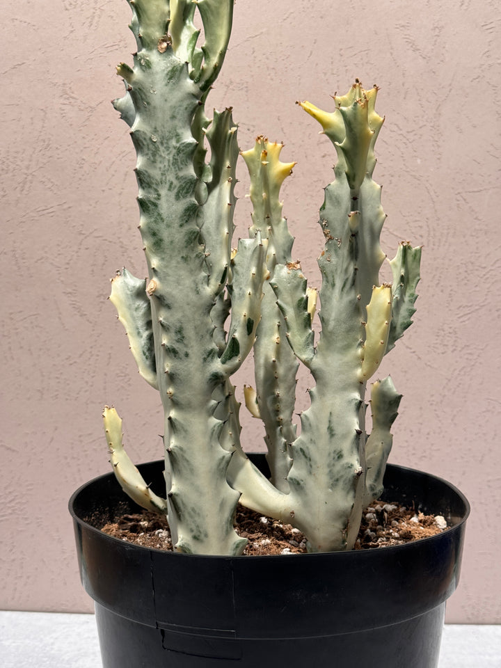 Euphorbia Lactea 'White Ghost'