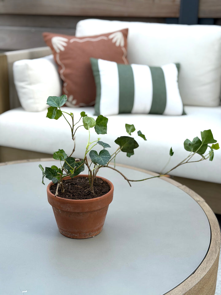 English Ivy