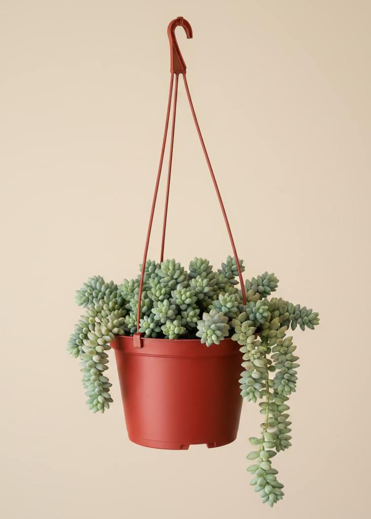 Donkey's Tail Succulent