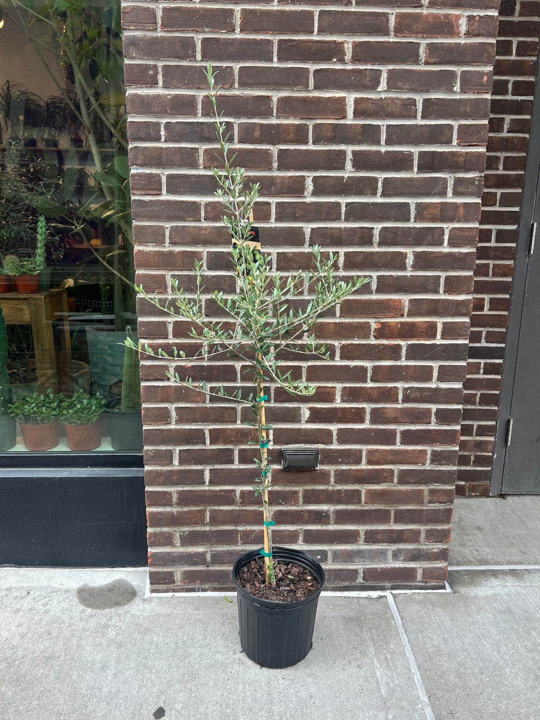 Arbequina Olive Tree