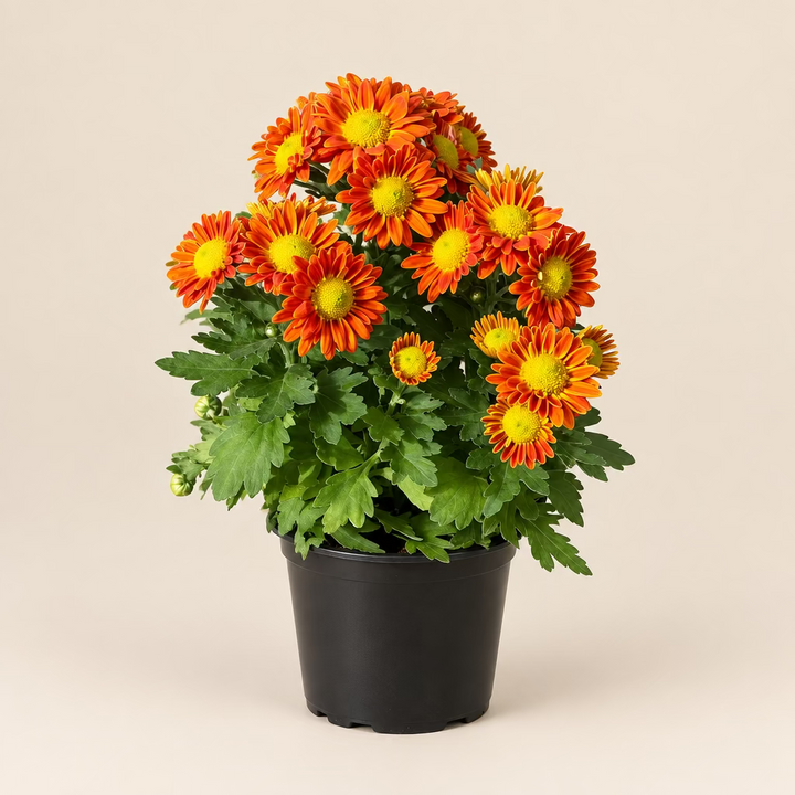 Garden Mum