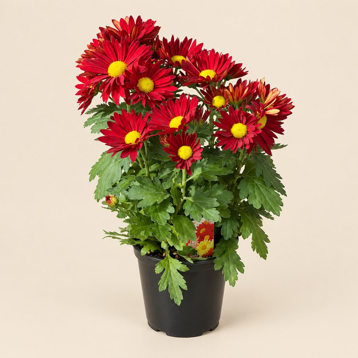 Garden Mum