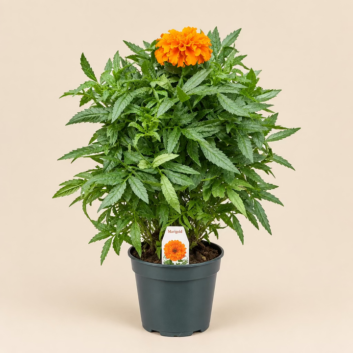 Marigold