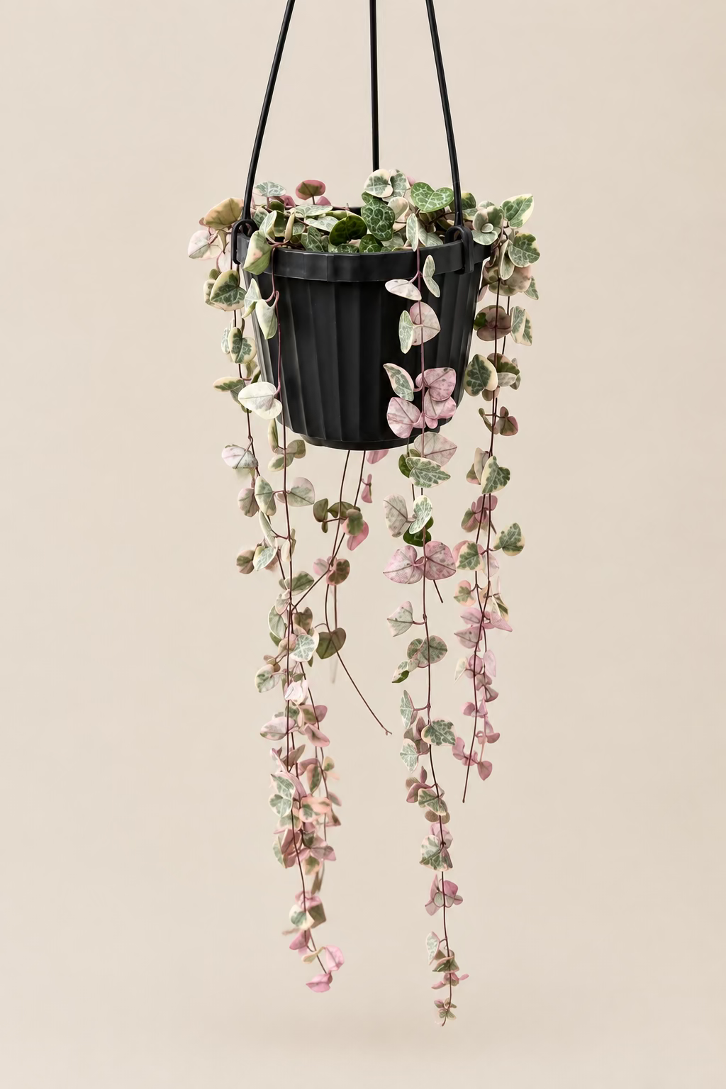 Variegated String of Hearts