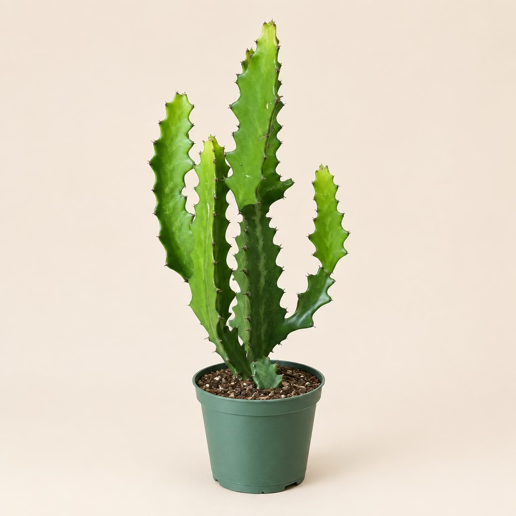 Euphorbia 'Dragon Bones'