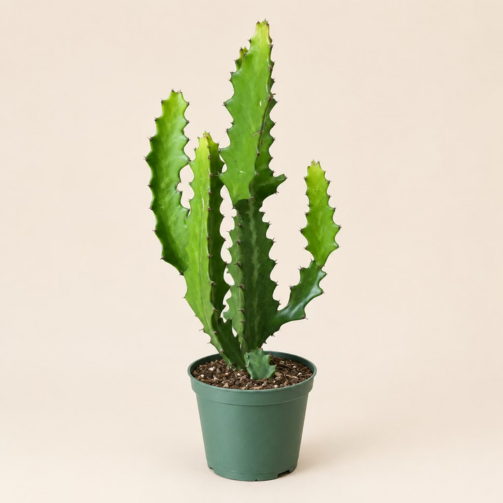 Euphorbia 'Dragon Bones'