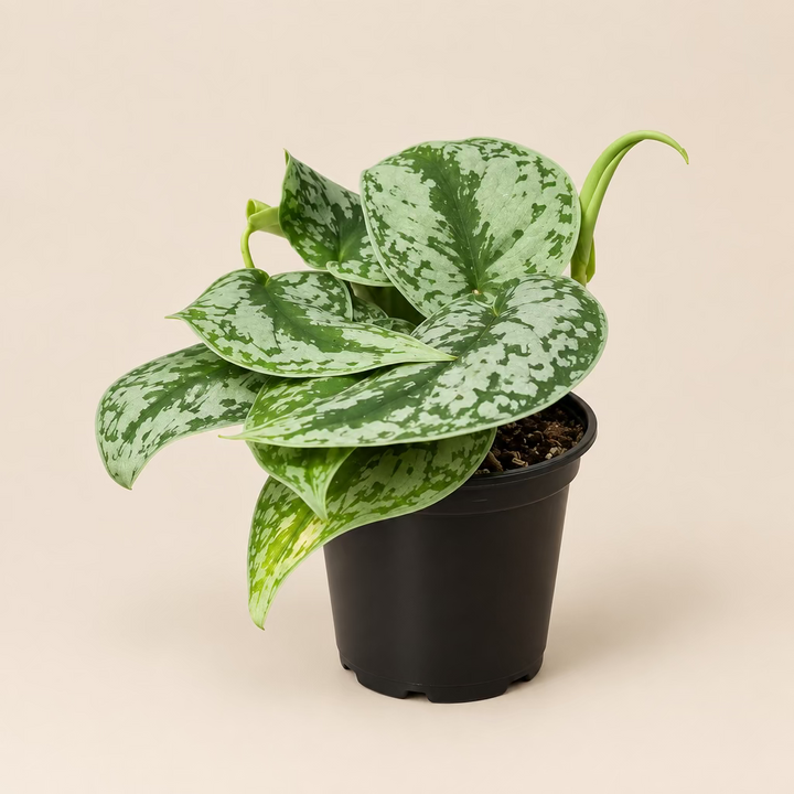 Pothos Silver Splash