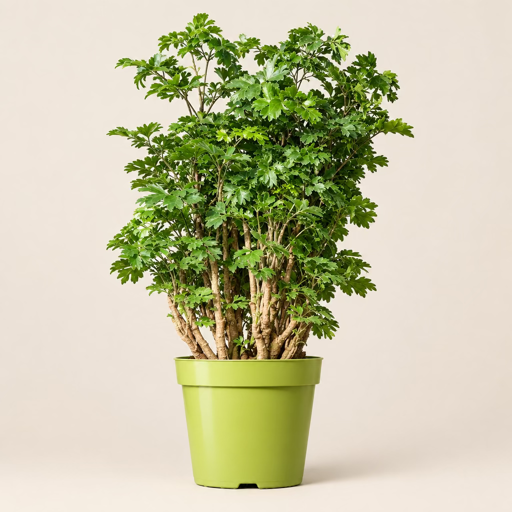 Aralia 'Roble'