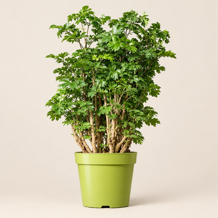 Aralia 'Roble'