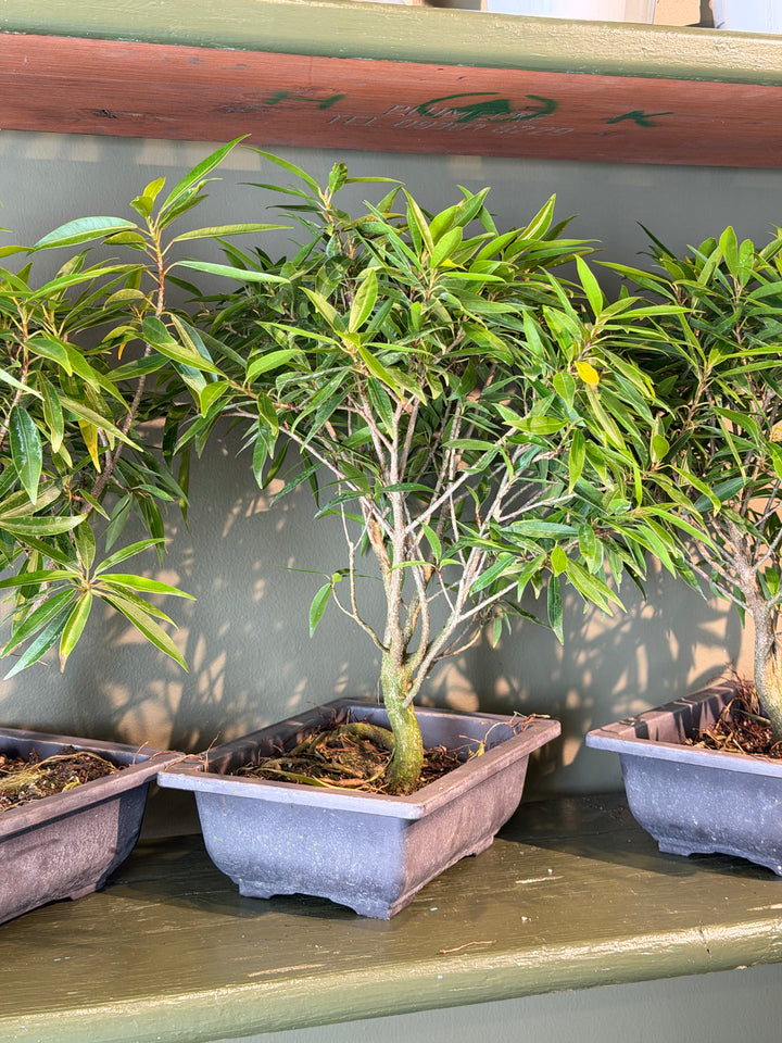 Ficus Bonsai