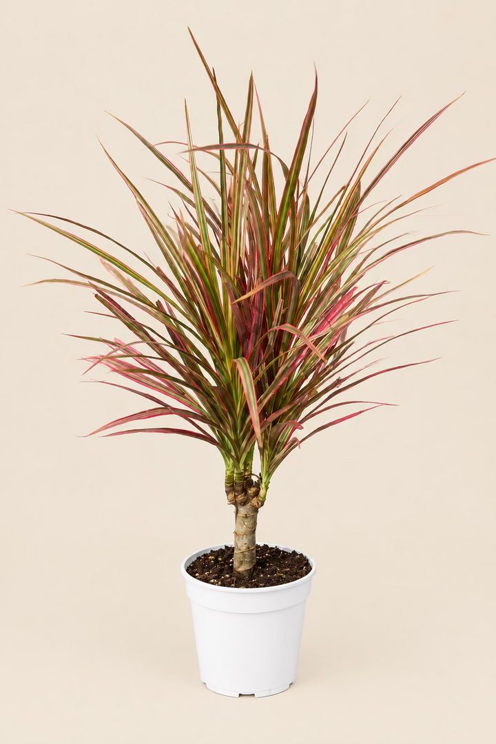 Dracaena 'Colorama'