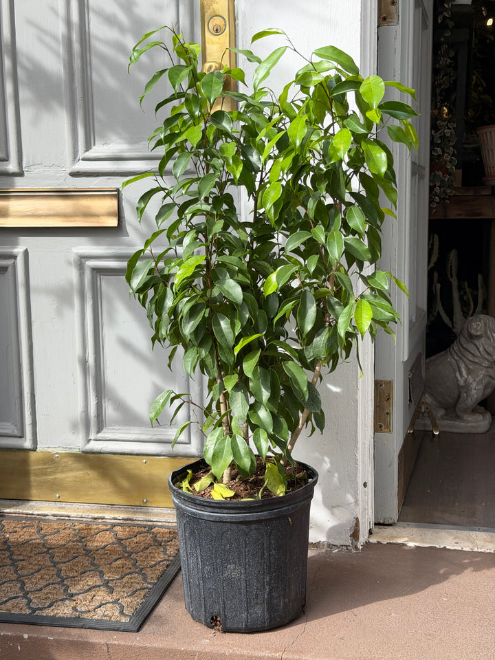 Ficus Spire
