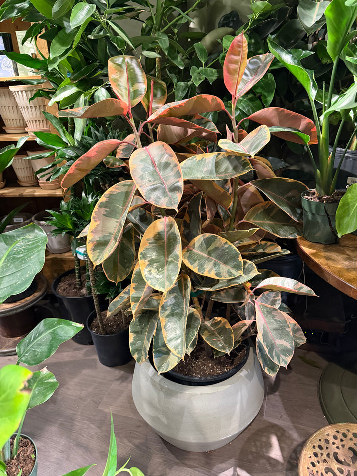 Ficus Elastica Ruby